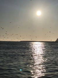 Flock of birds flying over sea at sunset