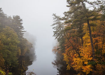 Trees in forest during autumn against sky