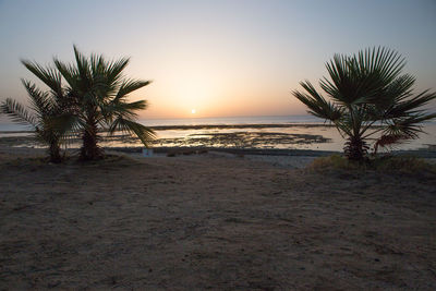 Palm trees on beach against sky during sunset