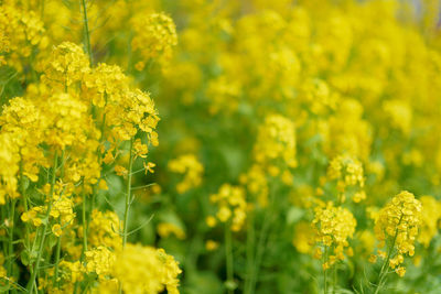 Close-up of yellow flowers