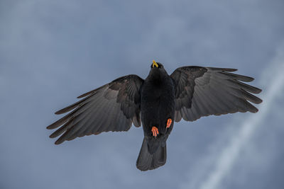 Low angle view of bird flying