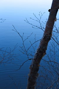 Bare trees against sky
