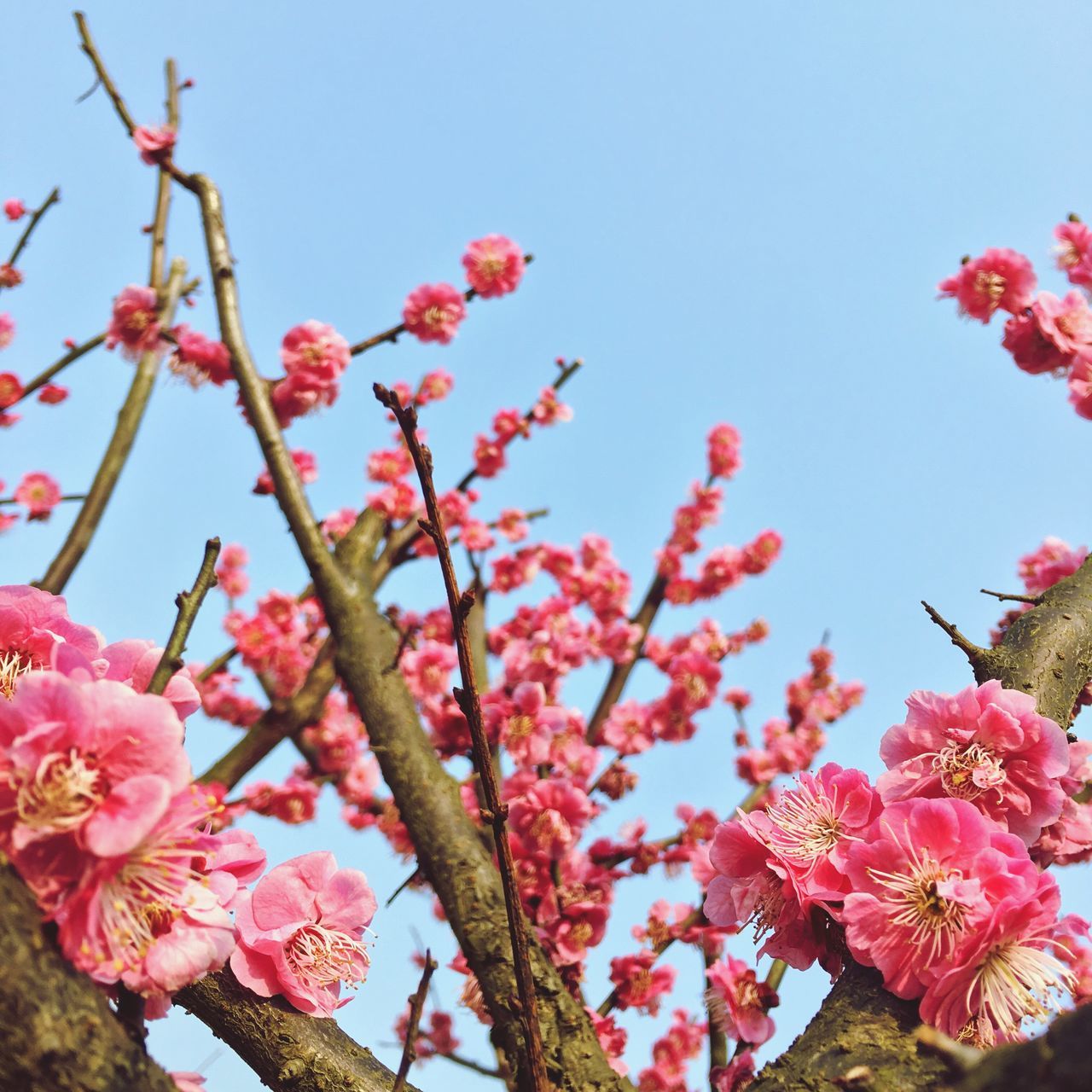 flower, freshness, clear sky, fragility, pink color, growth, low angle view, petal, beauty in nature, blooming, nature, blossom, in bloom, tree, pink, branch, red, springtime, flower head, day