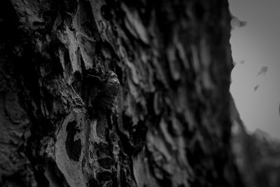 Close-up of tree trunk