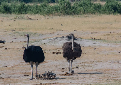 View of birds on field