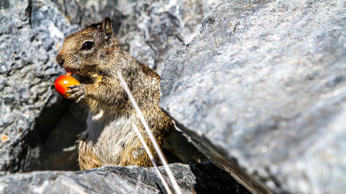 Close-up of chipmunk on rock