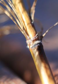 Close-up of insect on wood