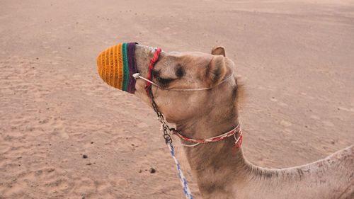 Close-up of camel wearing muzzle at desert