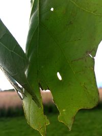 Close-up of green leaves on plant