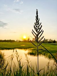 Scenic view of field against sky during sunset