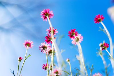 Close-up of pink flowering plants against blue sky