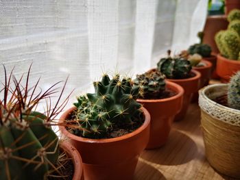 Close-up of potted plants on table