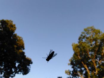 Low angle view of bird flying against clear sky