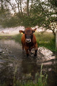 Portrait of a bull in a water 