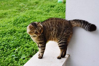 Portrait of cat standing on grass