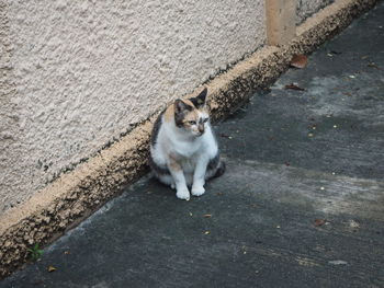 High angle view of cat sitting on footpath