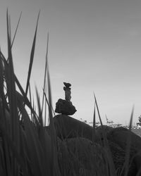 Low angle view of bird perching on a land