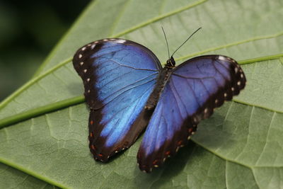 High angle view of butterfly on leaf