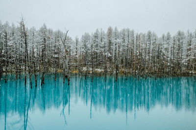 Trees reflecting in lake