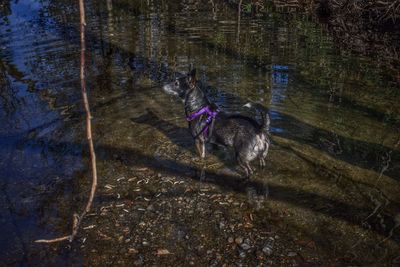 High angle view of dog in lake