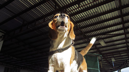 Low angle view of a beagle dog
