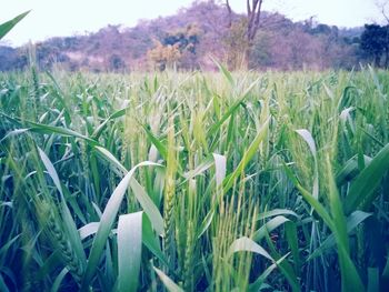 Plants growing on field