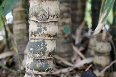 Close-up of bamboo on tree trunk in field