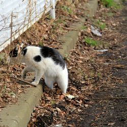 Sheep on field in forest