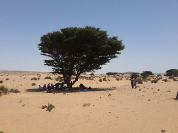 People under tree shadow against clear sky at desert