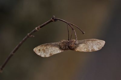 Close-up of dried plant