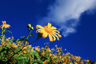 Low angle view of yellow flowers blooming against blue sky