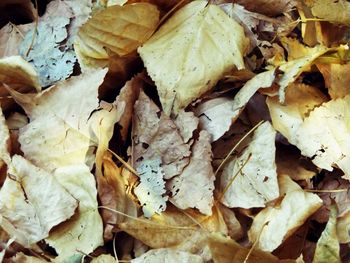 Detail shot of firewood