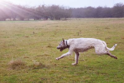 Dog on field