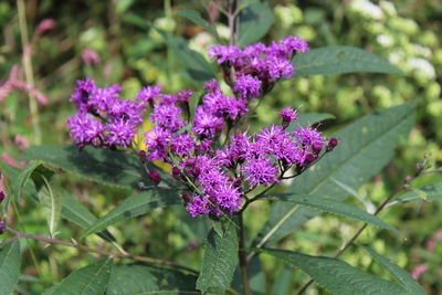 Close-up of purple flowers