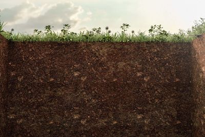 Crops growing on field against sky