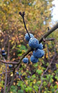 Close-up of fruit growing on tree