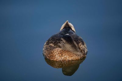 Female mallard duck resting on a lake viewed from the front