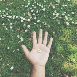 Cropped hand of man holding flower on grassy field