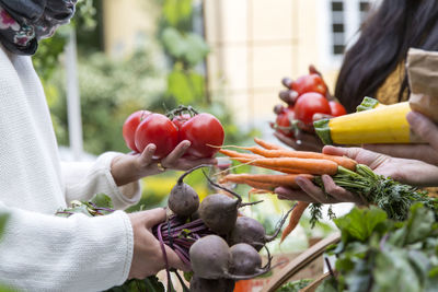 Hands holding vegetables