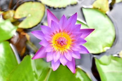 Close-up of purple water lily