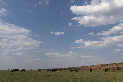 Flock of sheep on field against sky