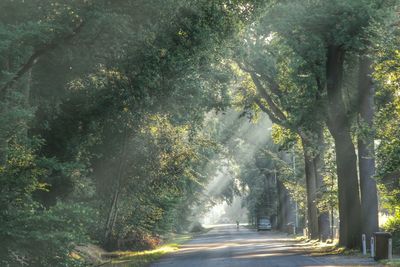 Road passing through trees