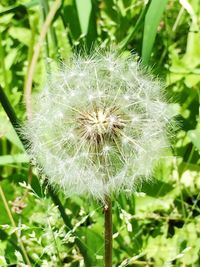 Close-up of dandelion