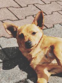 High angle portrait of dog by street in city