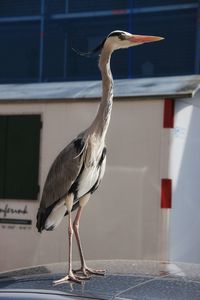 Close-up of gray heron perching on car roof