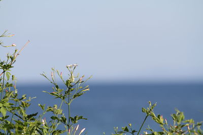 Close-up of plant against sky