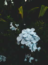 Close-up of white flowering plant in park
