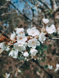 Close-up of white cherry blossoms in spring