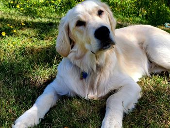 White dog resting on field