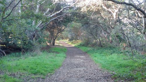 Dirt road amidst trees